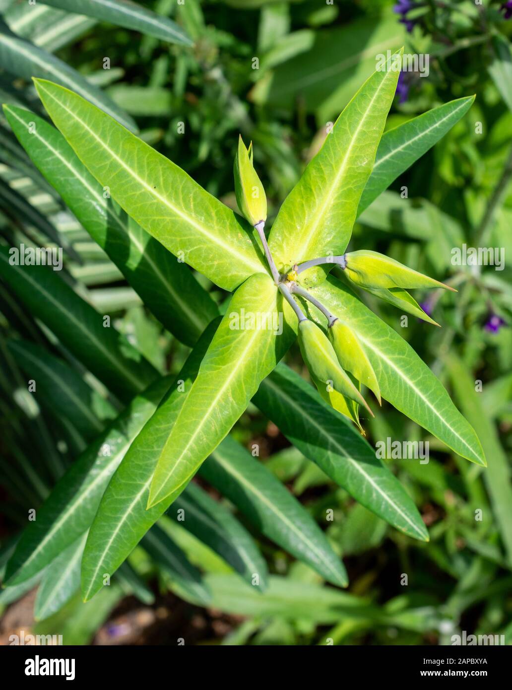Caper spurge, Euphorbia lathyris, in spring Stock Photo