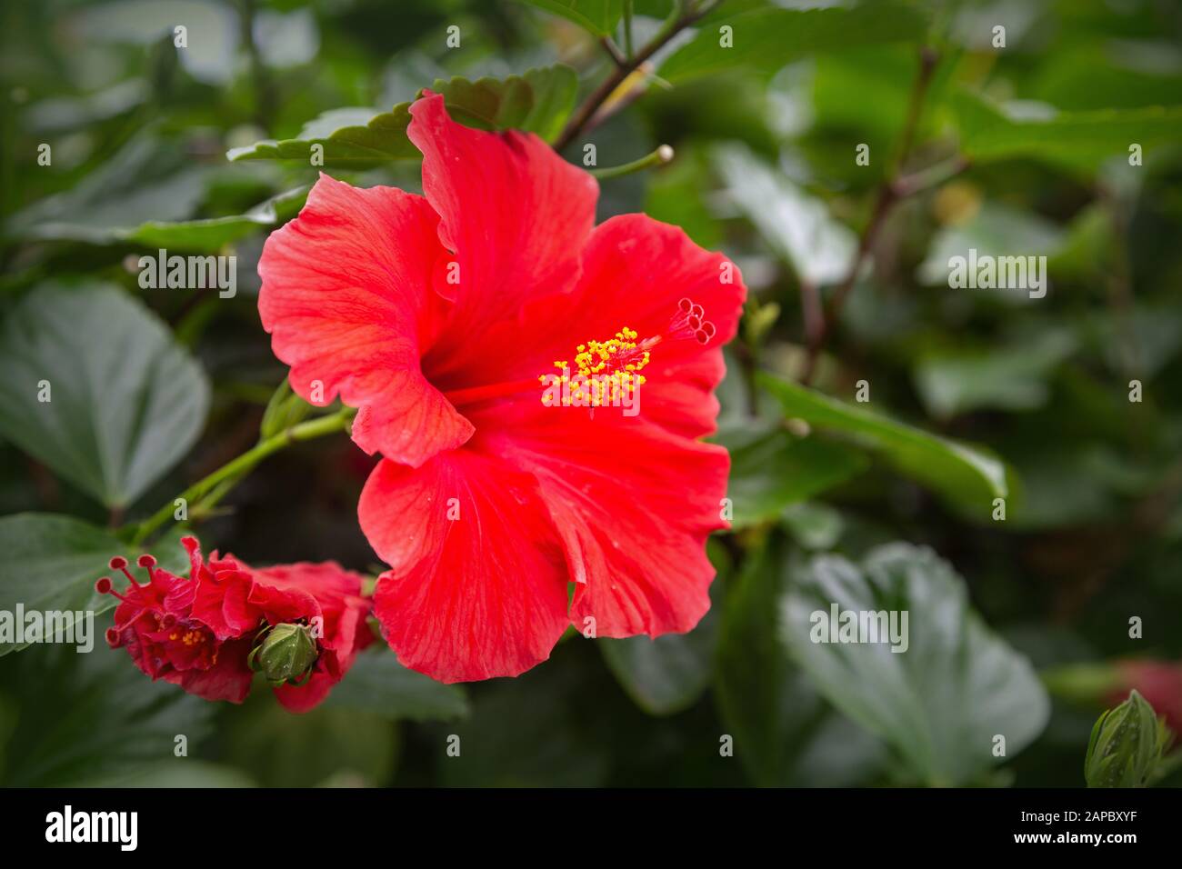 Bright pink large flower of purple hibiscus (Hibiscus rose sinensis) on green leaves natural background Stock Photo