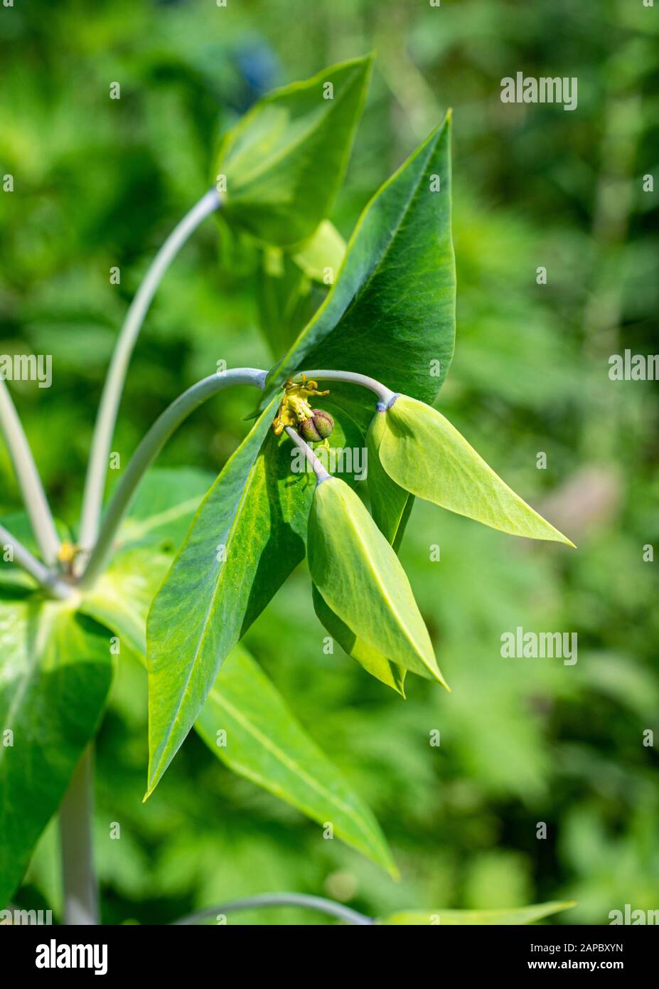 Caper spurge, Euphorbia lathyris, in spring Stock Photo