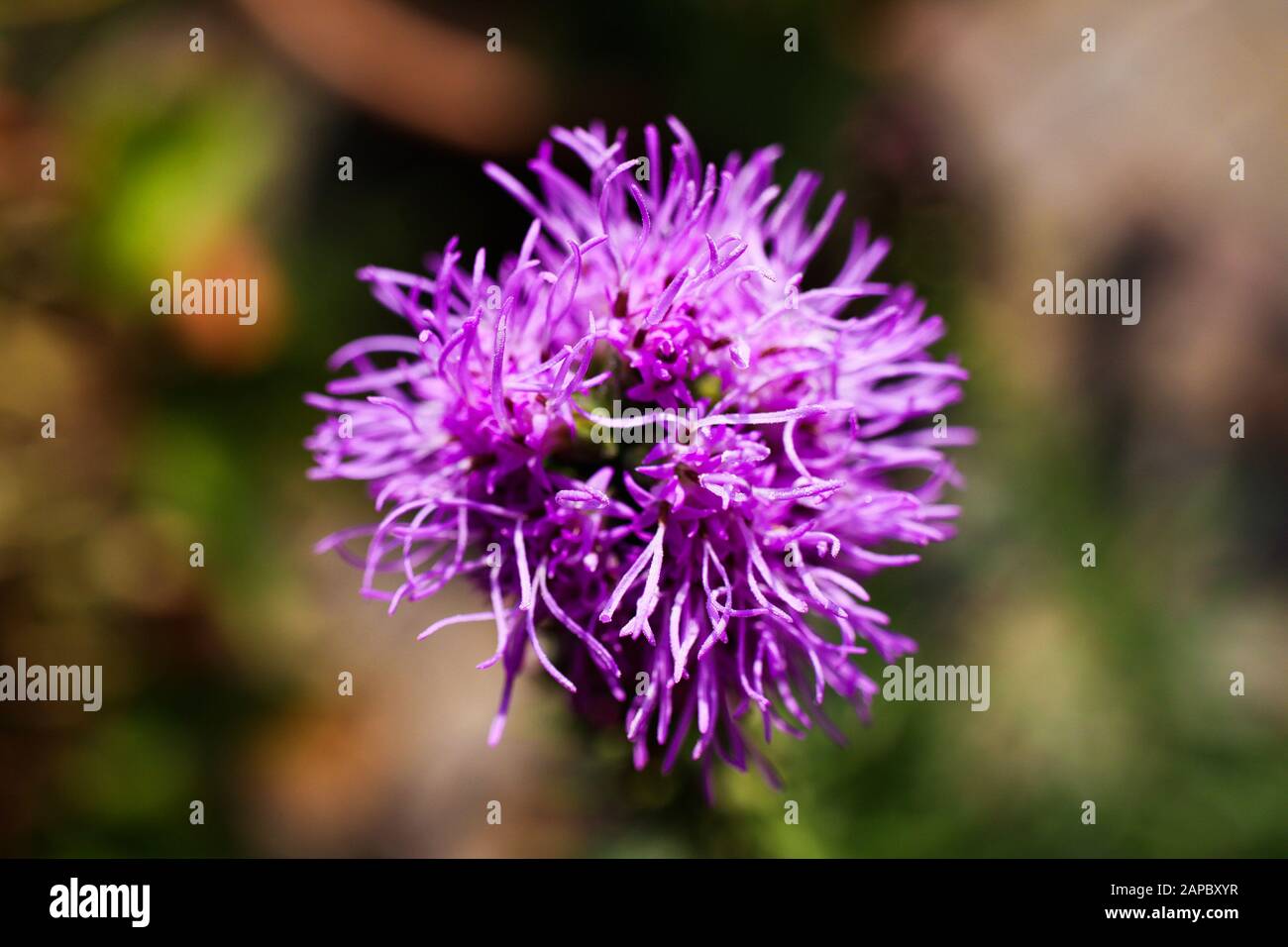Macro close up of pink purple kobold flower (Liatris spicata) against blurred background Stock Photo