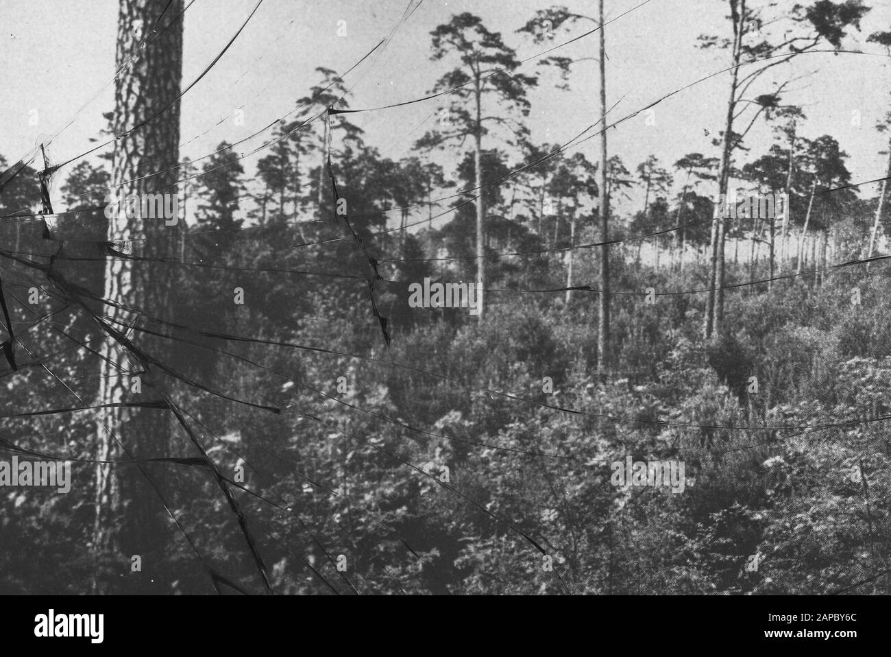 damaged Date: undated Keywords: forest treatment, forestry, thinning, rejuvenation Personal name: groveden Stock Photo