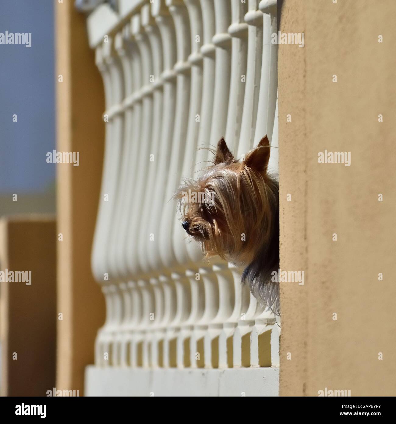 "dangerous" guard dog Stock Photo - Alamy