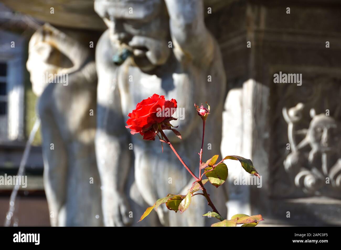 Beautiful and bright red rose next to an ugly giant marble in a fountain in Granada Stock Photo