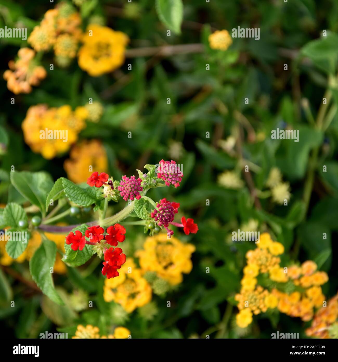 Lantana, a colorful and beautiful flowering species, commonly known as the Spanish flag for its red and yellow colors Stock Photo