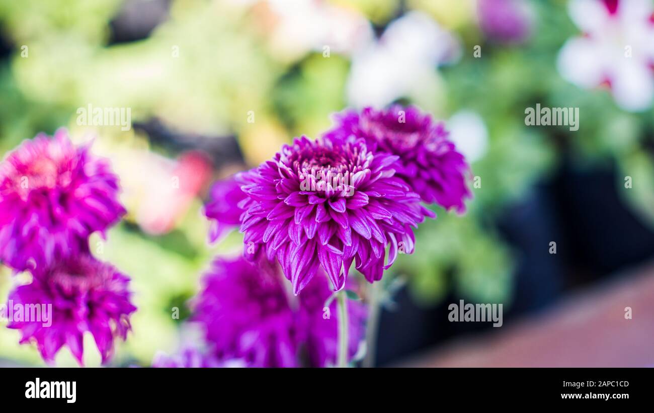 Beautiful Chrysanthemum plants and flowers Stock Photo Alamy