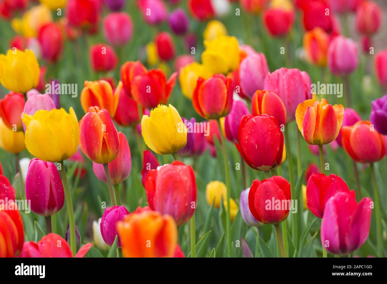 Tulipa Cultivars High Resolution Stock Photography and Images - Alamy