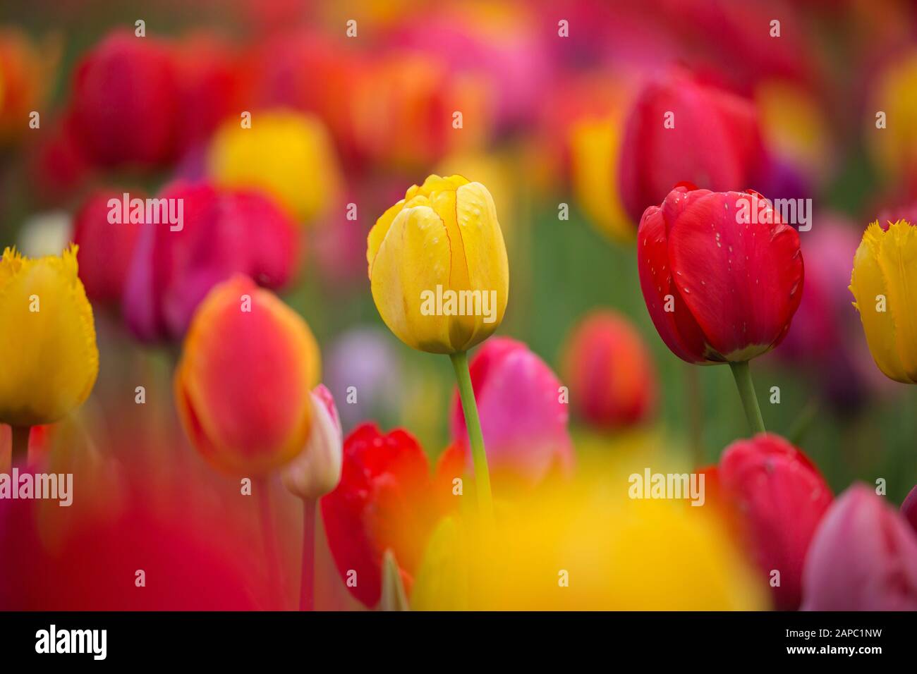 Field with colourful tulips (Tulipa spec) in flower in spring Stock Photo