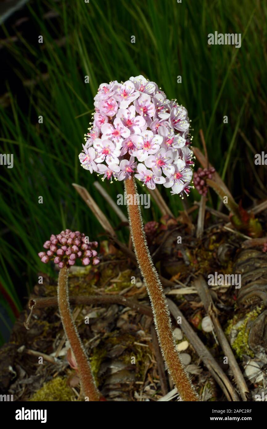 Darmera peltata (Indian rhubarb) is native to mountain stream-sides in woodland in the western United States of America. Stock Photo