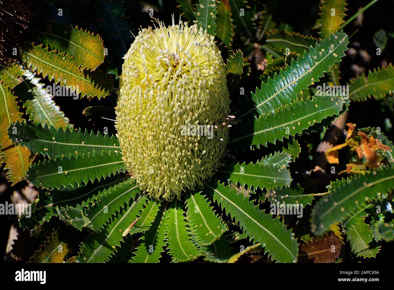 Banksia serrata hires stock photography and images Alamy