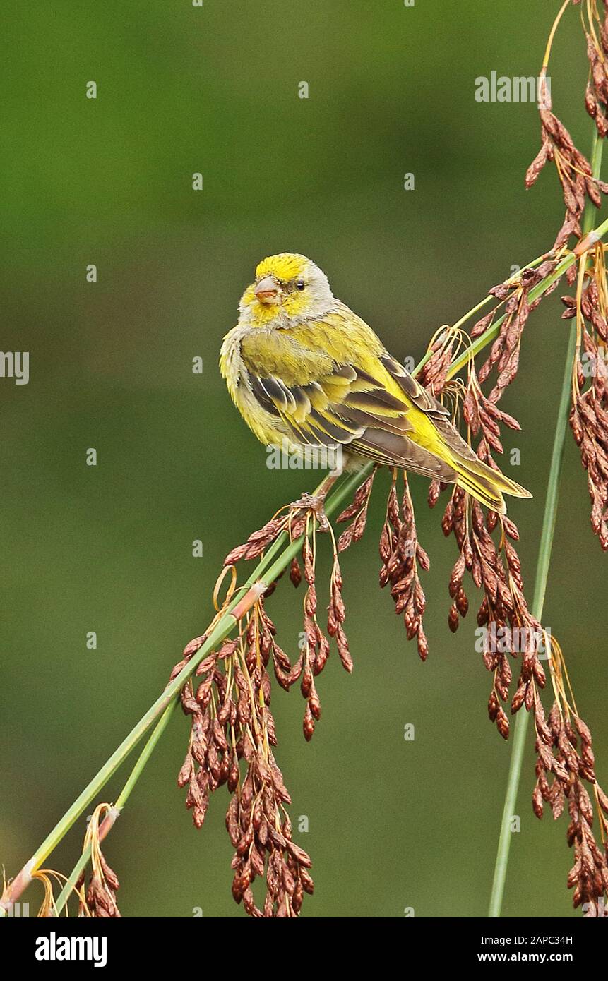 Cape Canary (Serinus canicollis canicollis) adult male perched on twig  Cape Town, South Africa            November Stock Photo