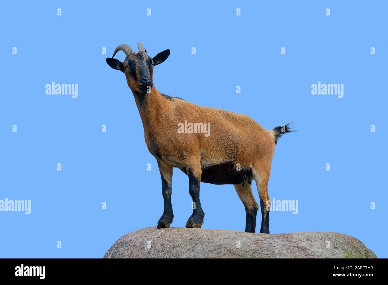 Domestic pygmy goat (Capra aegagrus hircus) standing on rock in petting zoo Stock Photo