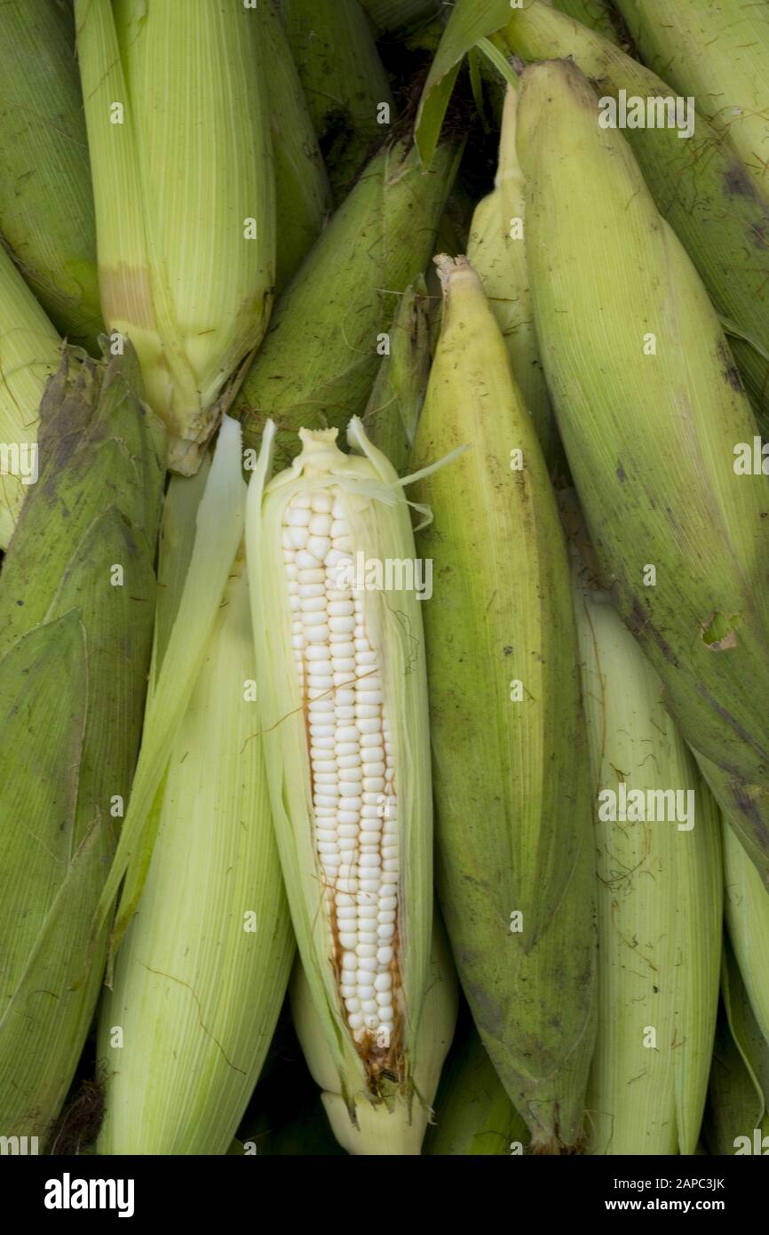 Ears of white maize (corn) for sale in a Mayan market in El Salvador, Central America Stock Photo