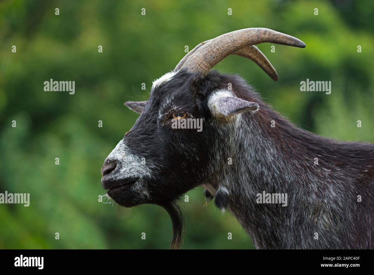 Black domestic pygmy goat (Capra aegagrus hircus) close-up portrait Stock Photo