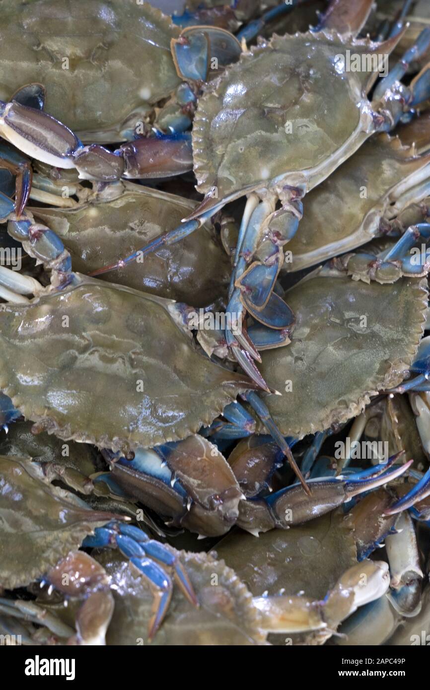 Swimming crabs in the Portunidae family for sale in a Central American market on the Pacific coast, El Salvador Stock Photo