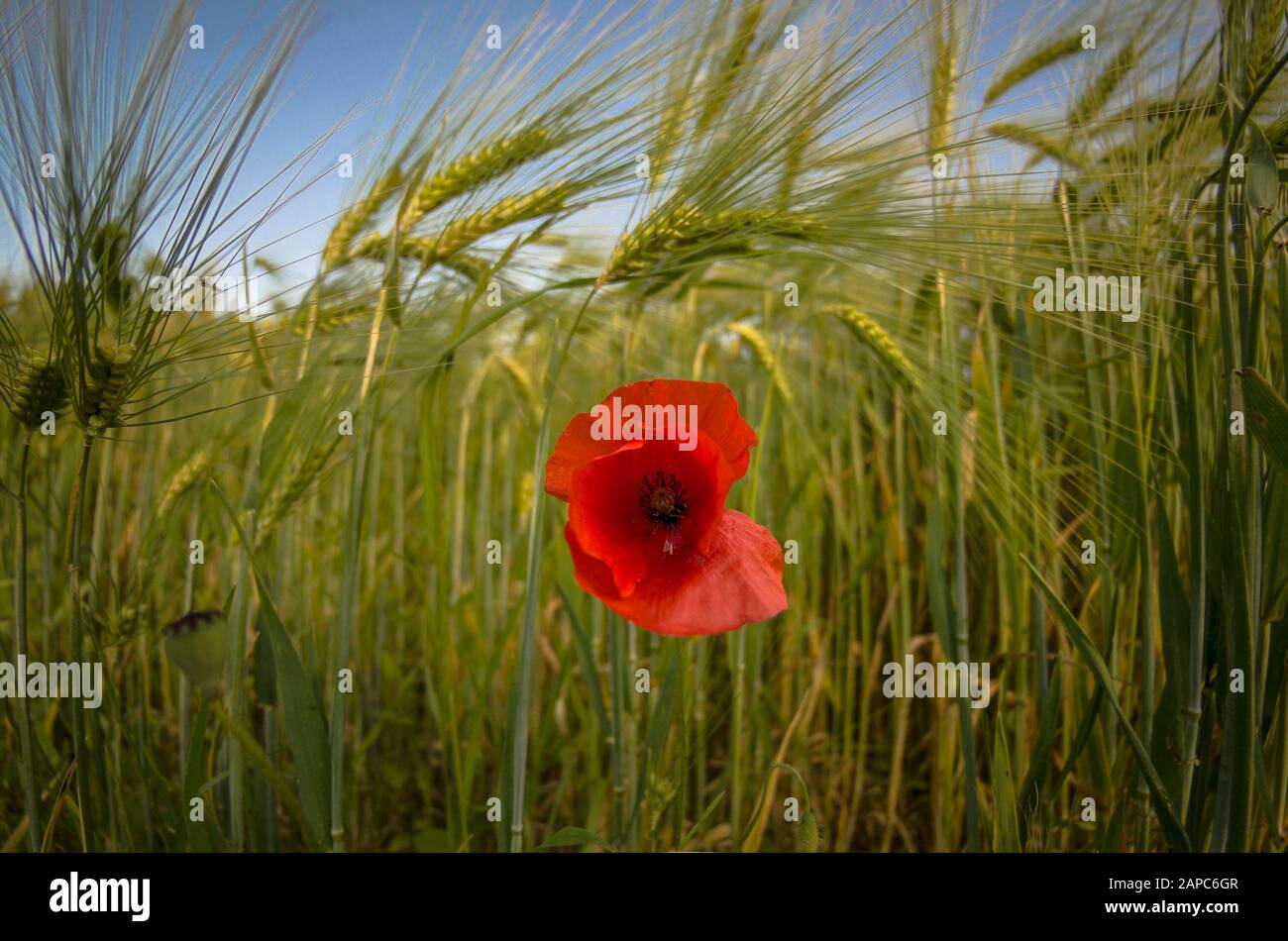 Red poppy in a green wheat field Stock Photo - Alamy
