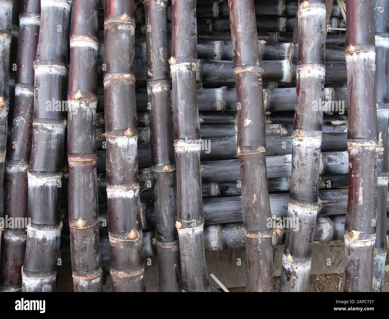 Pile of sugar cane sticks Stock Photo Alamy