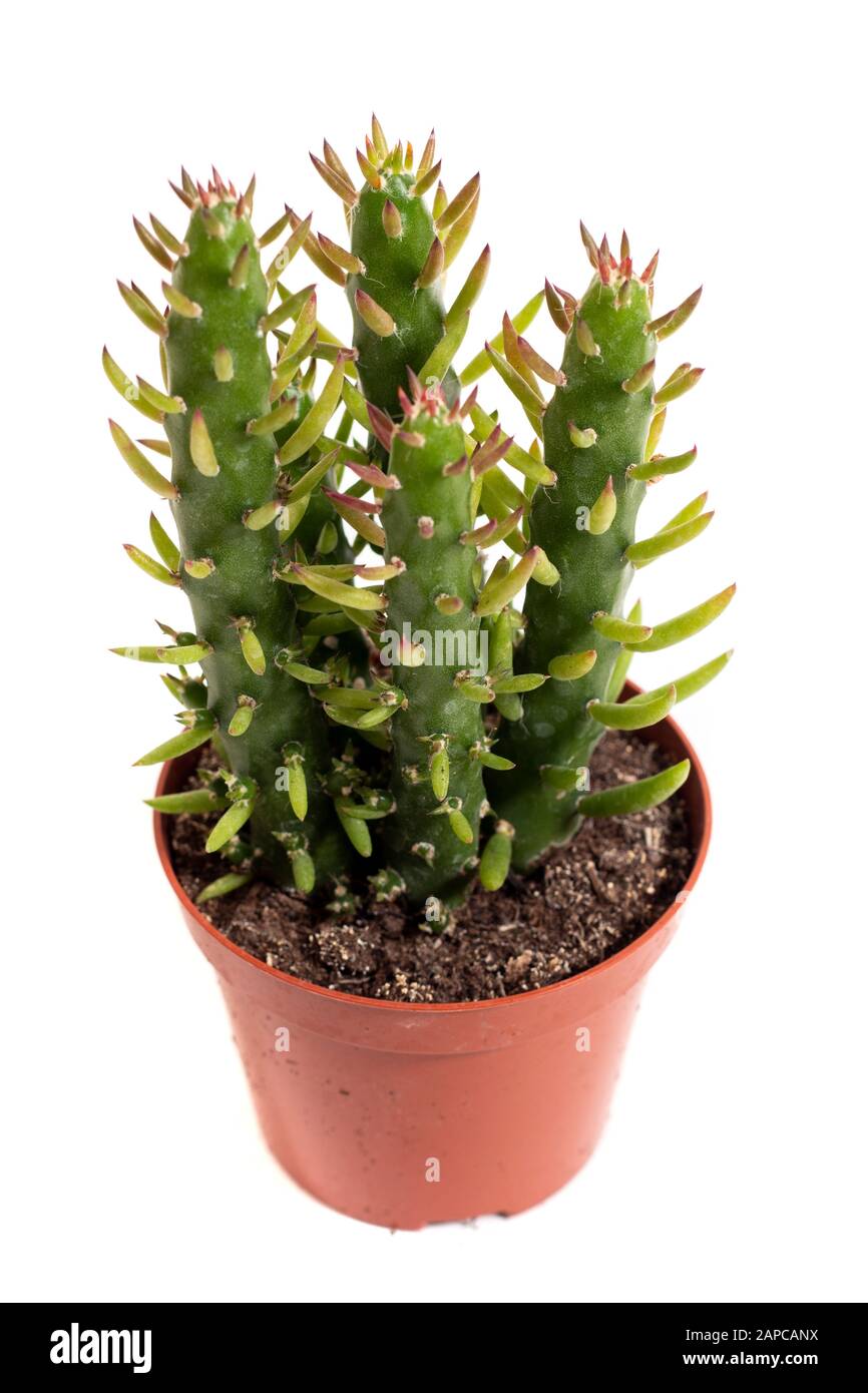 Close up view of a tiny cactus succulent plant isolated on a white background. Stock Photo