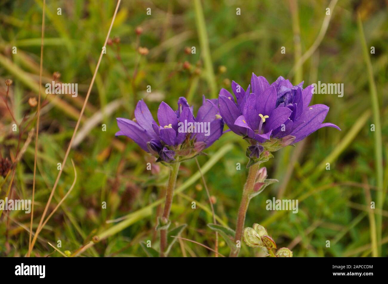 Clustered Bellflower (Campanula glomerata)found on chalk grasslands,Summer, Wiltshire.UK Stock Photo