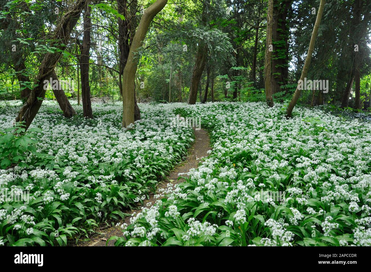 Ransoms,(Allium ursinum),also known as wild garlic, buckrams, broad-leaved garlic and wood garlic flowering under the trees in a small wood in the cen Stock Photo