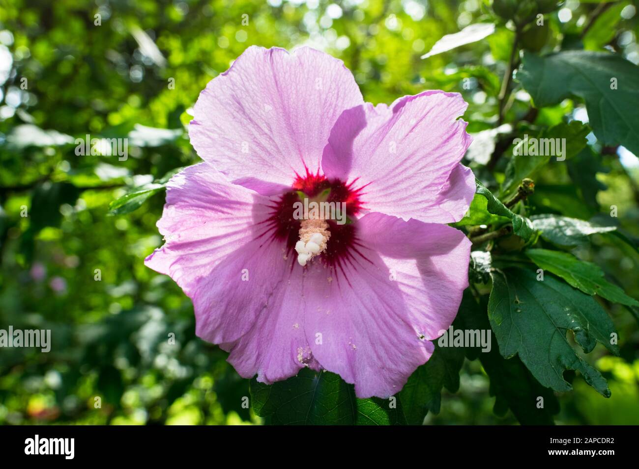 Close up of large pink flower of Hibiscus syriacus (Rose of Sharon or Rose mallow) in a backyard garden Stock Photo