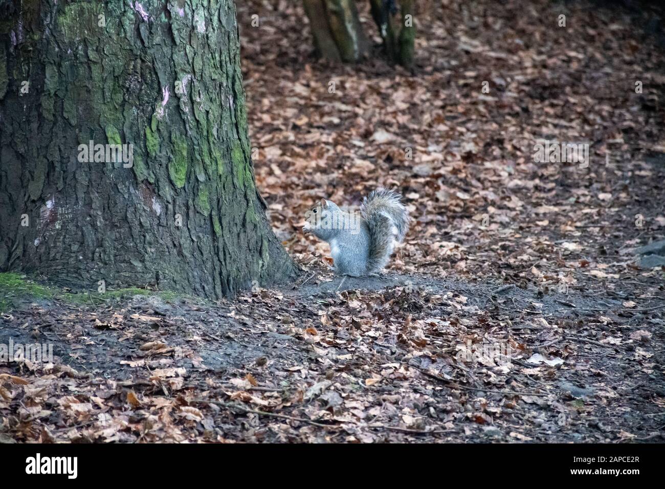 Squirrel by a tree in Rouken Glen Park, Scotland Stock Photo