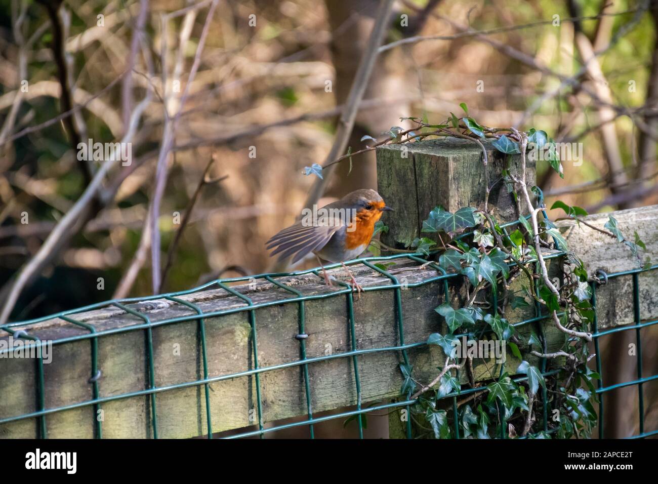 Red Robin perches on a fence in Rouken Glen Park, Glasgow, Scotland Stock Photo