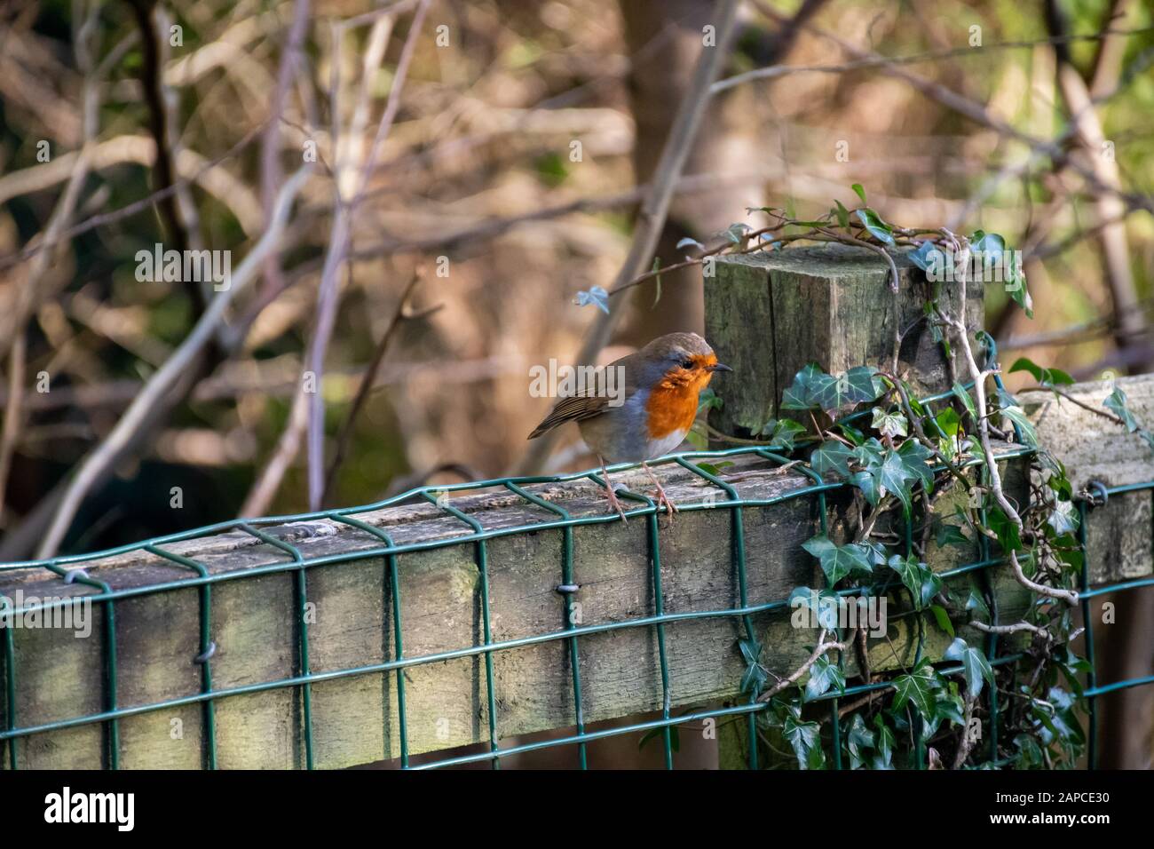 Red Robin perches on a fence in Rouken Glen Park, Glasgow, Scotland Stock Photo