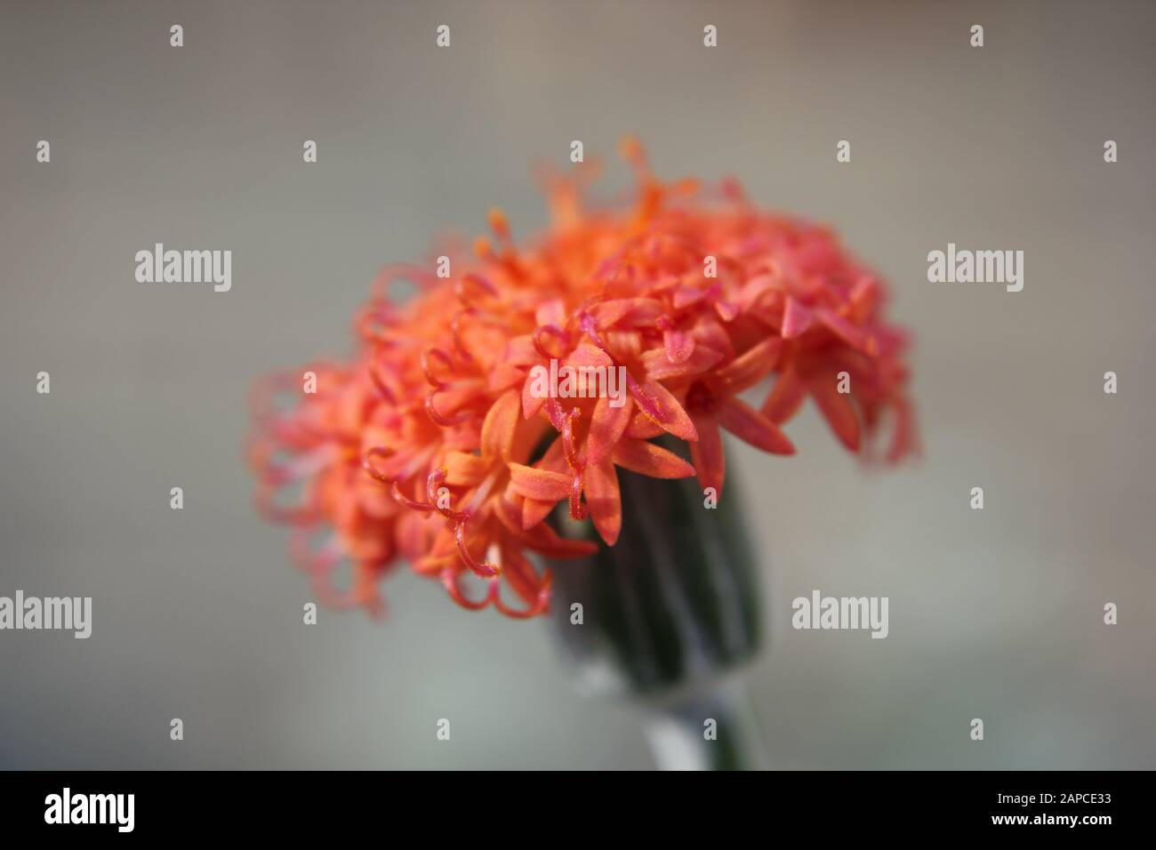 Orange button plant, Kleinia fulgens, coral senecio Stock Photo