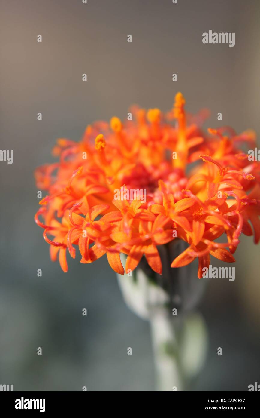 Orange button plant, Kleinia fulgens, coral senecio Stock Photo