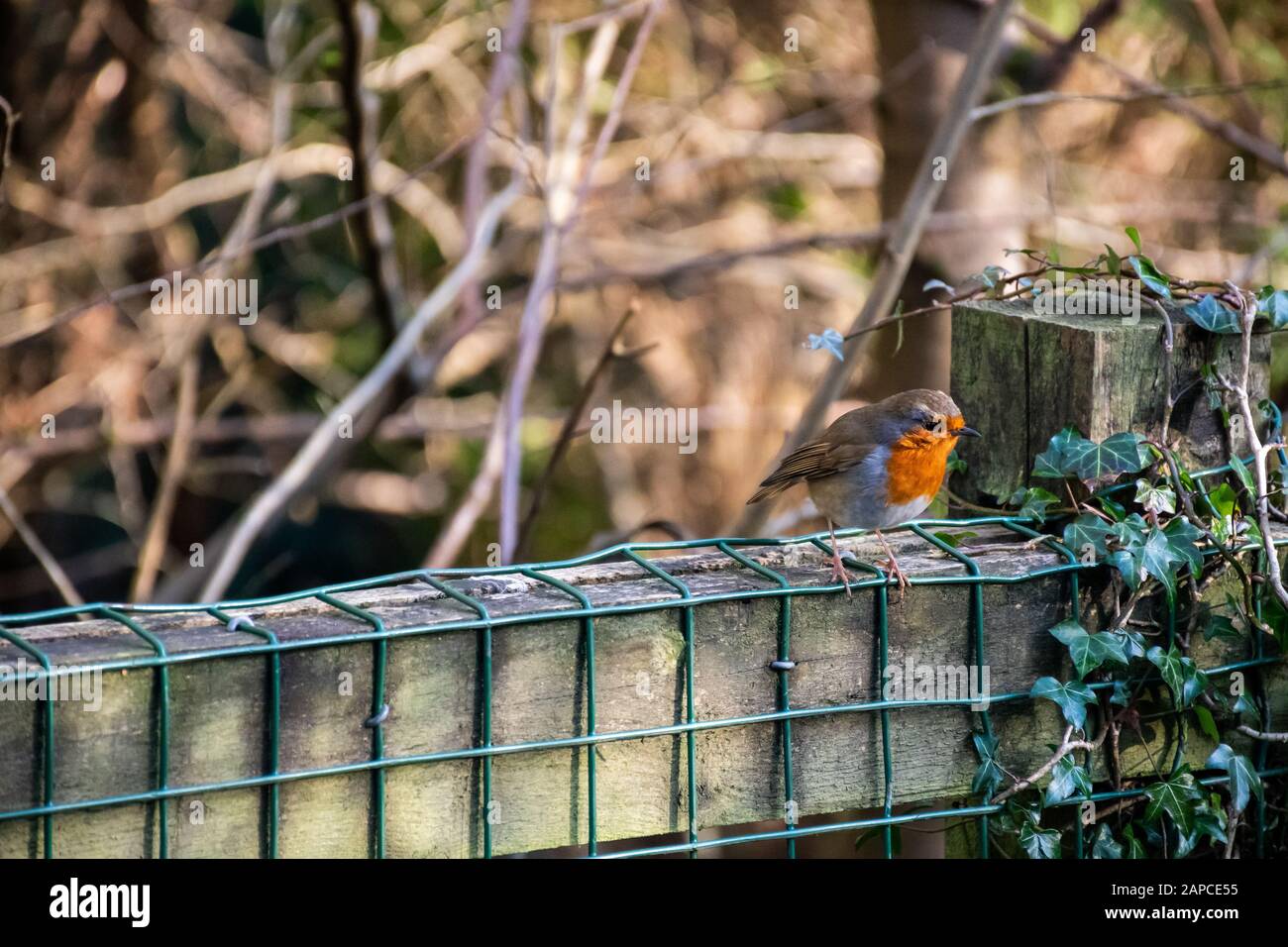 Red Robin perches on a fence in Rouken Glen Park, Glasgow, Scotland Stock Photo