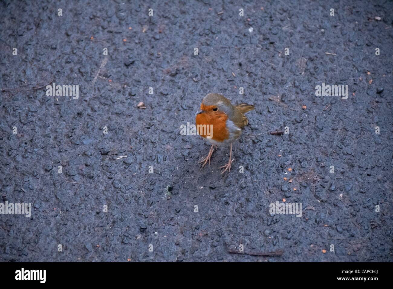 Red Robin posing for a photo in Rouken Glen Park, Glasgow. Stock Photo