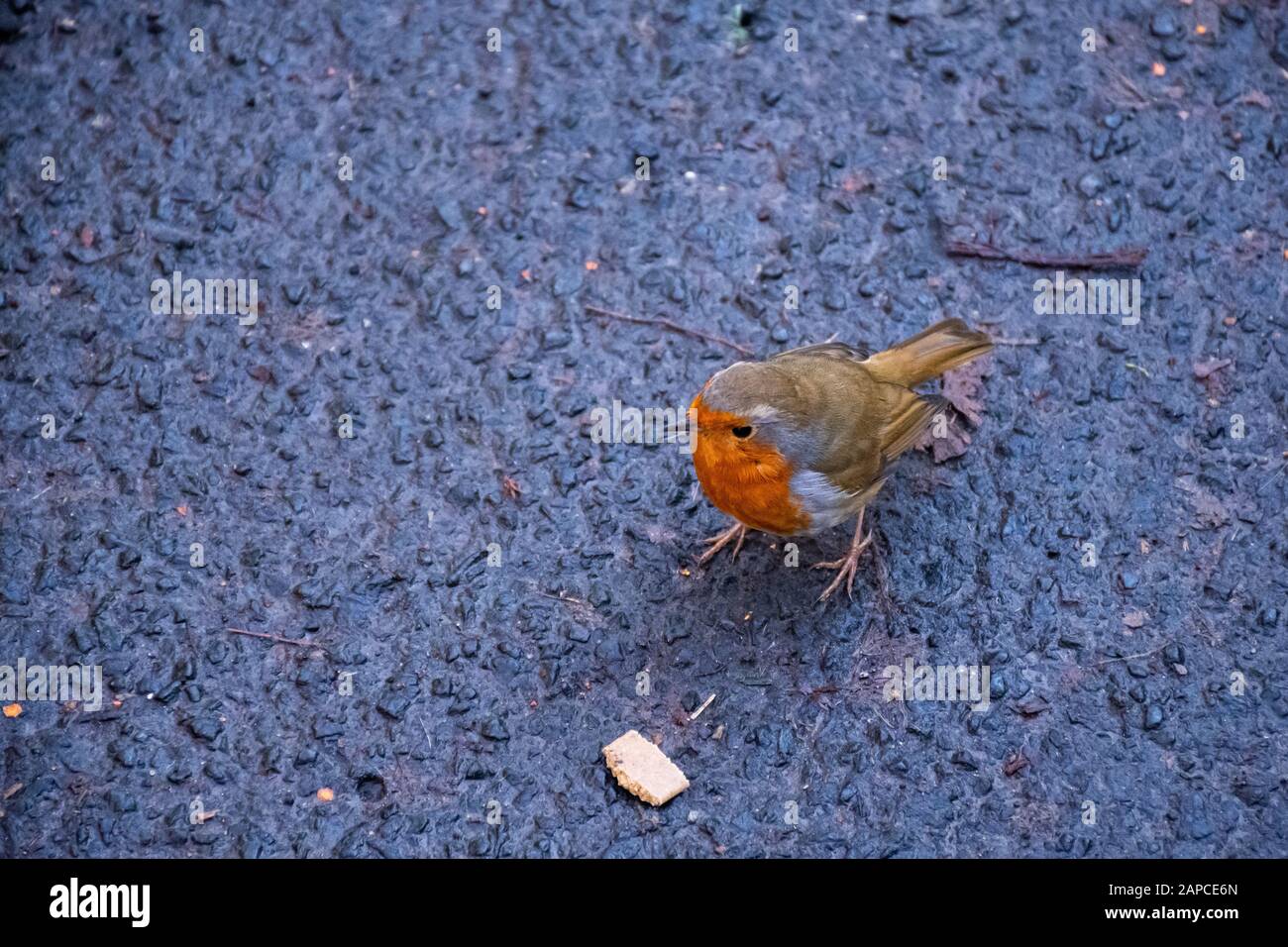 Red Robin posing for a photo in Rouken Glen Park, Glasgow. Stock Photo