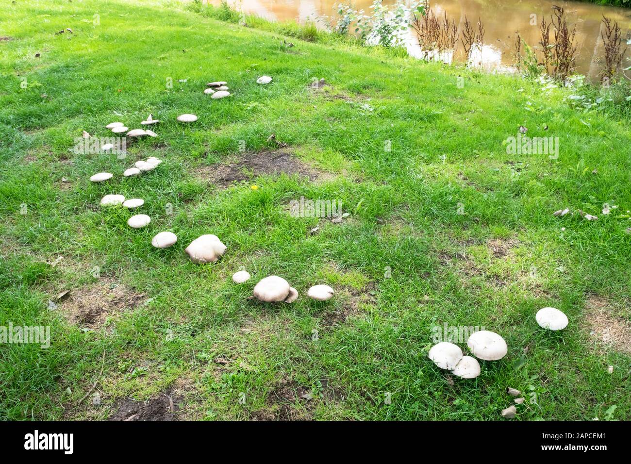 Fairy ring of white mushrooms growing on field of grass Stock Photo