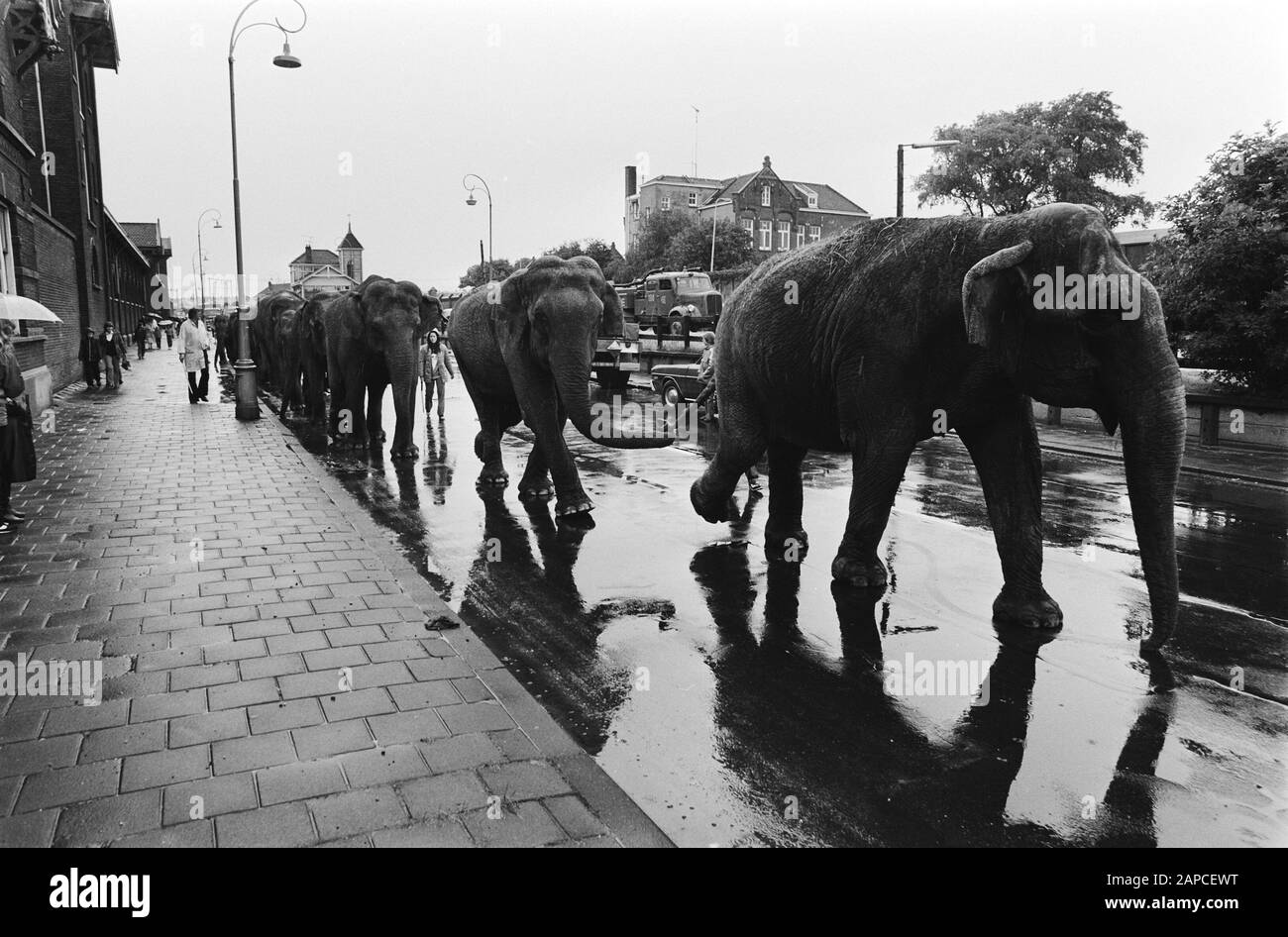 Arrival elephants related to show Circus Krone, Amsterdam; a row of elephants Date: July 1, 1980 Location: Amsterdam, Noord-Holland Keywords: OLIFANTS, arrivals, circuses Personal name : Circus Krone Stock Photo