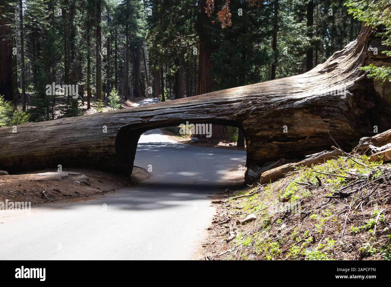 Tunnel Log is a well known touristic attraction in the Sequoia National Park in the U.S. state of California. Tourism in the USA Stock Photo