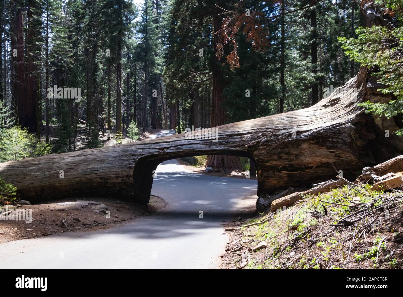 Tunnel Log is a well known touristic attraction in the Sequoia National Park in the U.S. state of California. Tourism in the USA Stock Photo