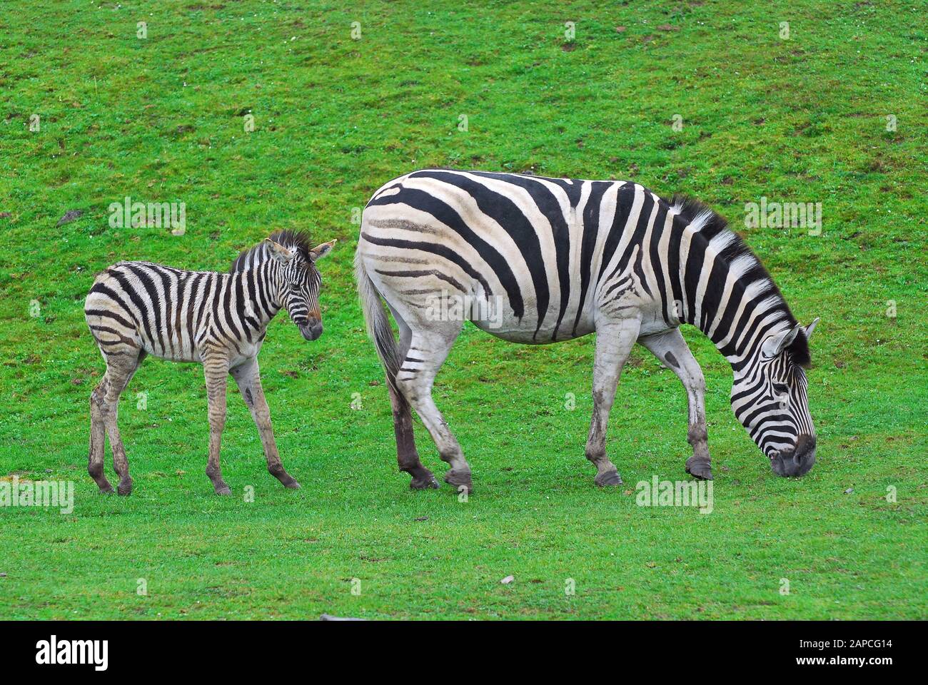 Chapman Zebra Claudia Short