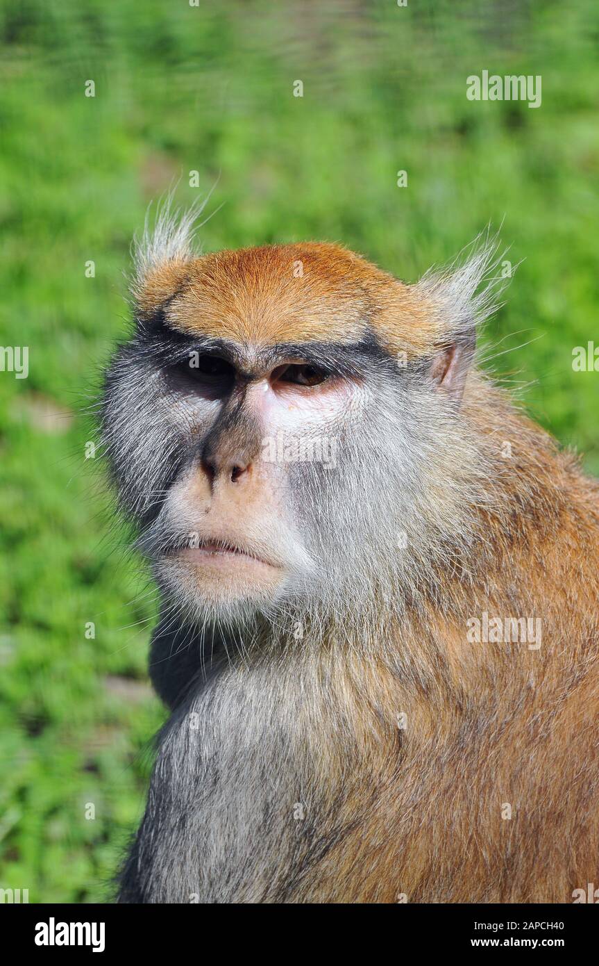 Patas monkey, wadi monkey or hussar monkey, Husarenaffe, Erythrocebus patas, huszármajom Stock Photo