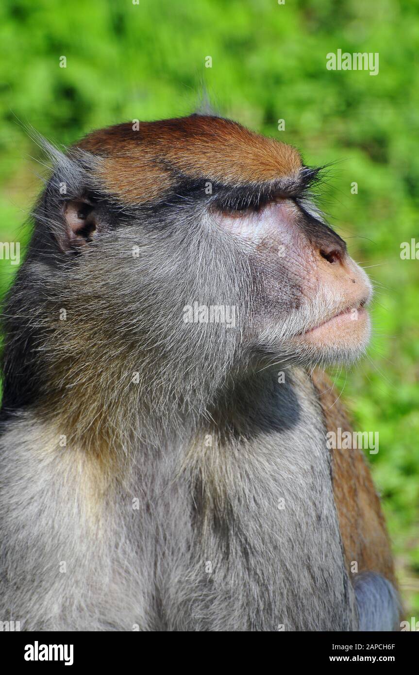 Patas monkey, wadi monkey or hussar monkey, Husarenaffe, Erythrocebus patas, huszármajom Stock Photo