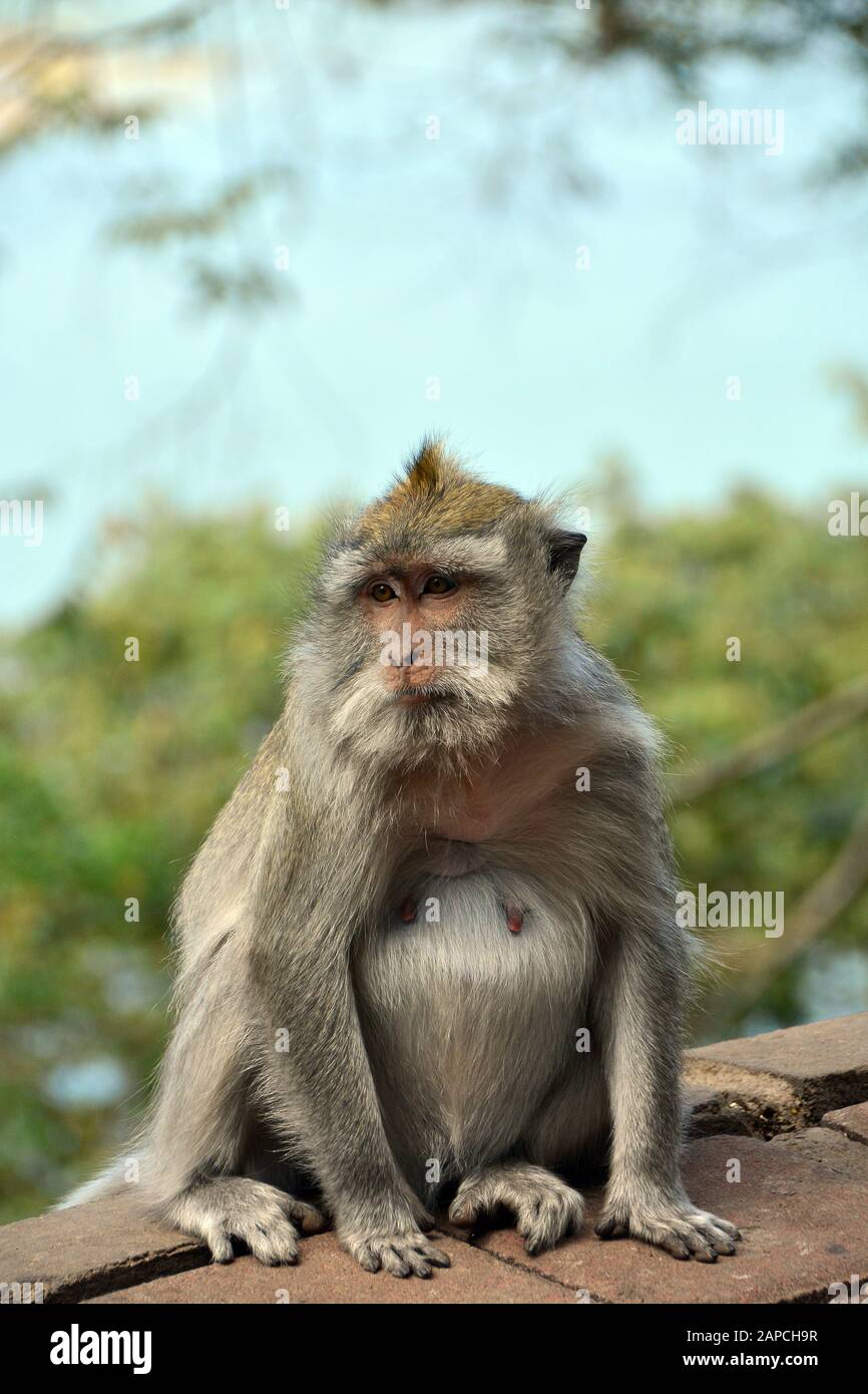 Crab-eating macaque, long-tailed macaque. Javaneraffe, Macaque crabier ...