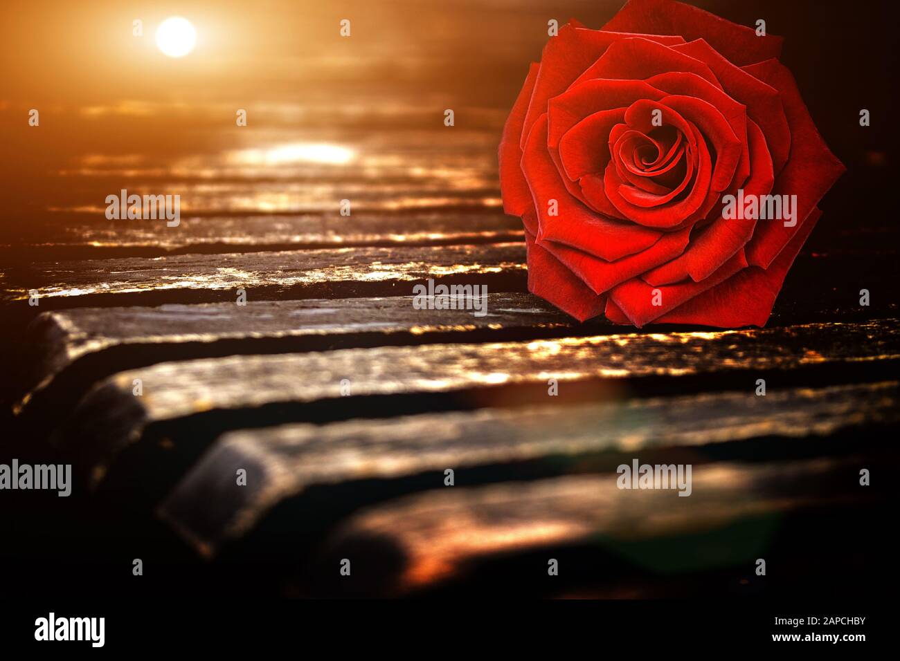 Red rose on a bench, outdoors Stock Photo