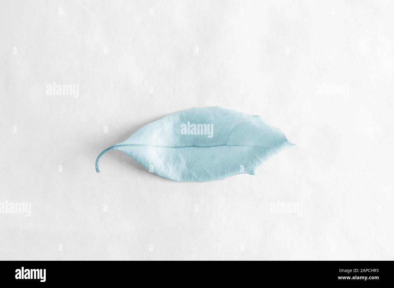 A single pale blue tinted leaf on paper background. Stock Photo