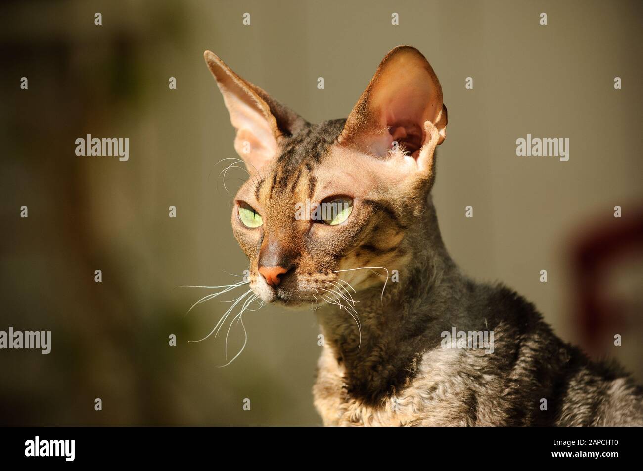 Cornish Rex cat outdoor portrait Stock Photo