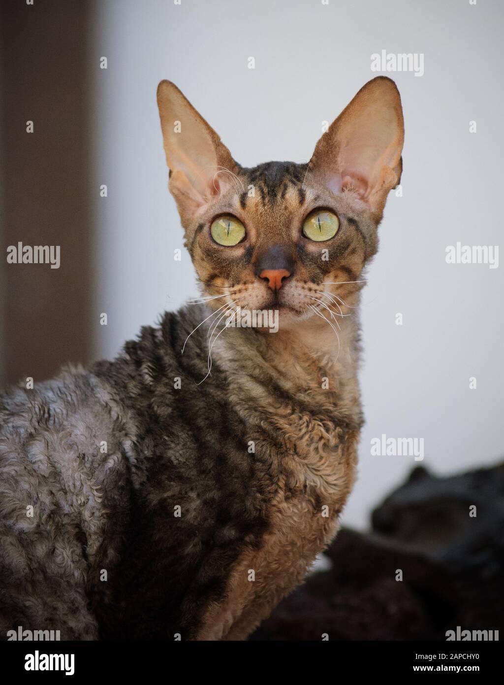 Cornish Rex cat outdoor portrait Stock Photo