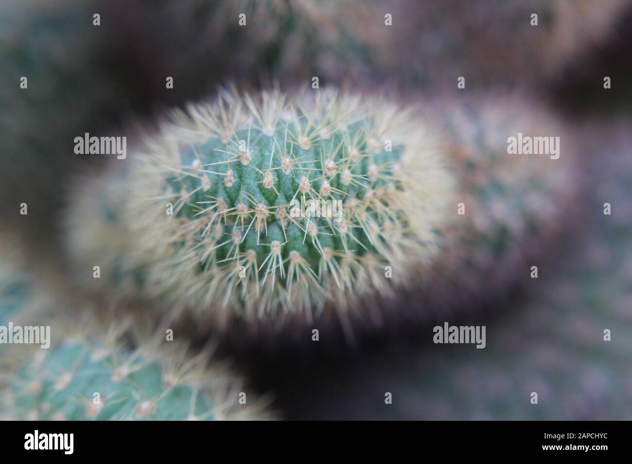spiky-desert-cactus-plant-growing-in-the-garden-stock-photo-alamy