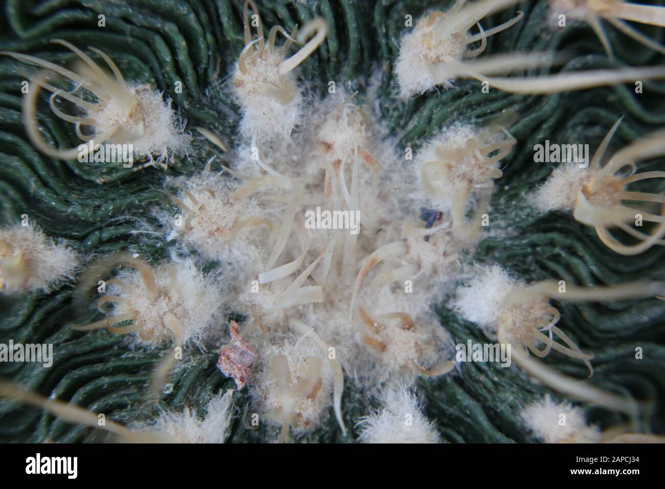 Wave Cactus, Brain Cactus, Zacatecasensis, Stenocactus multicostatus, Stock Photo