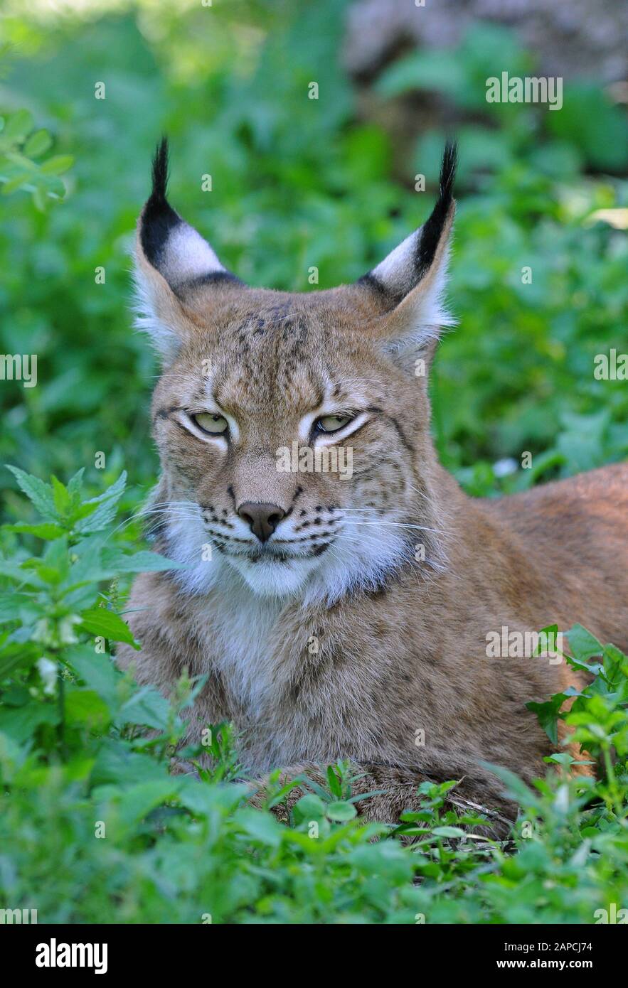 Altai lynx, Eurasian lynx, Lynx lynx wardi, Eurasischer Luchs, Altailuchs, altáji hiúz Stock Photo