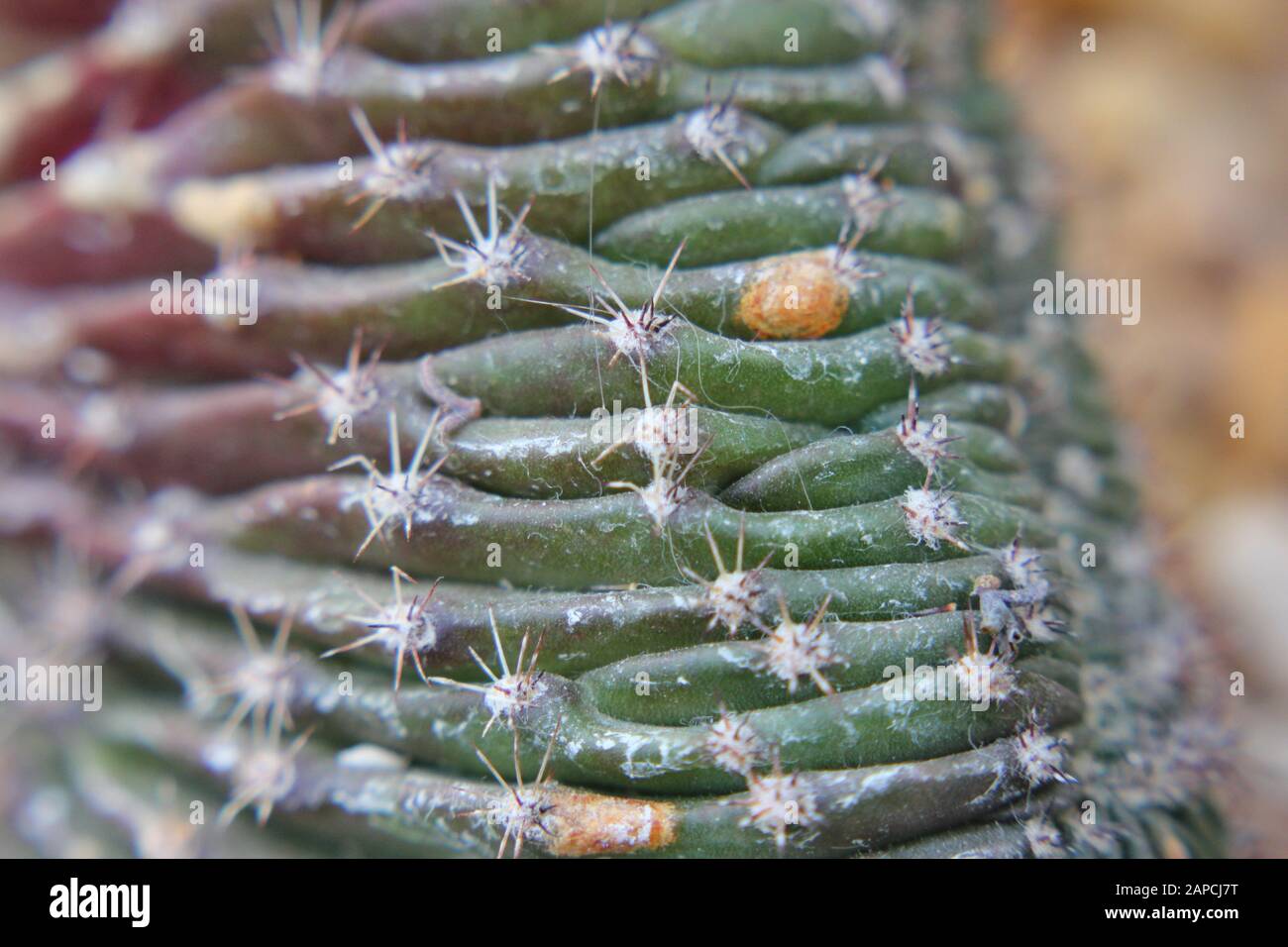 Mottled spurge hi-res stock photography and images - Alamy
