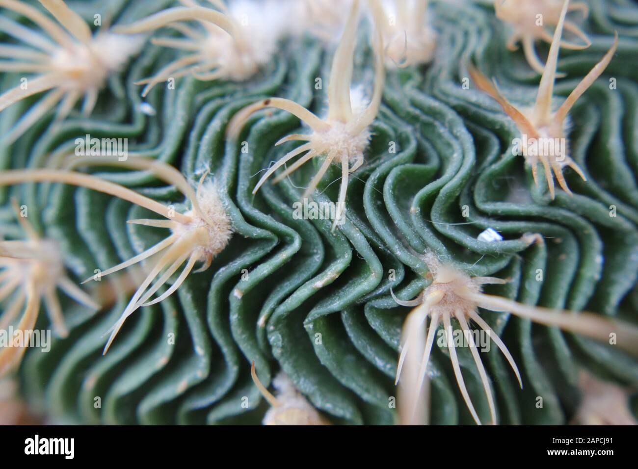 Wave Cactus, Brain Cactus, Zacatecasensis, Stenocactus multicostatus, Stock Photo