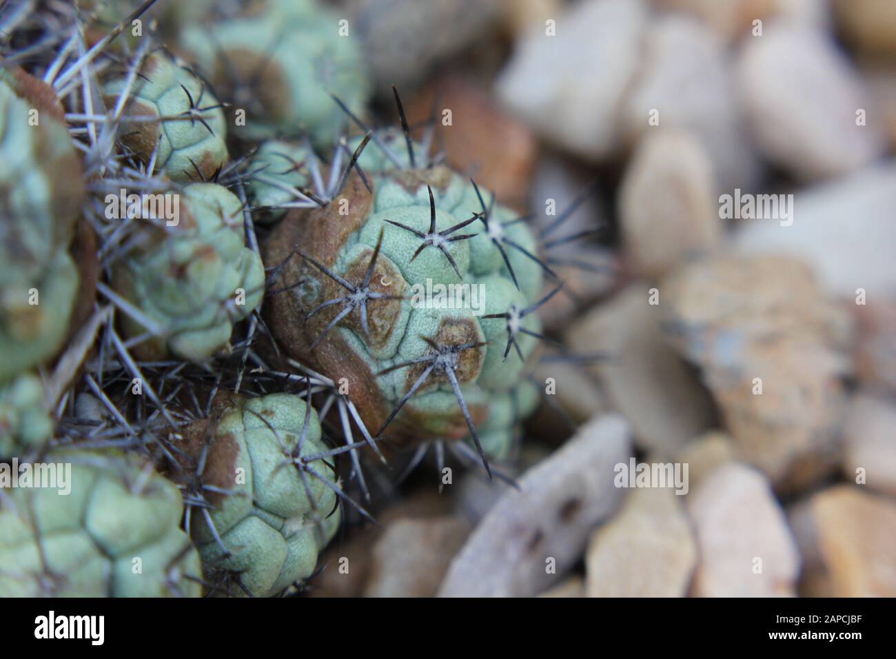 Ortegocactus macdougallii, desert cactus plant Stock Photo